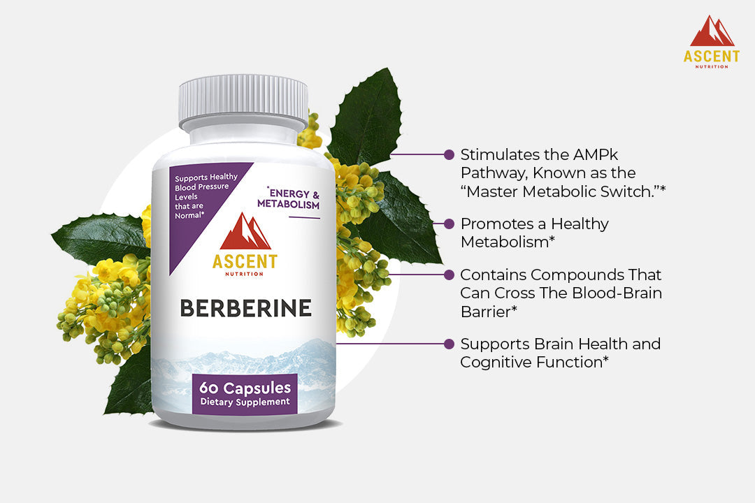 Ascent Nutrition Berberine Benefits